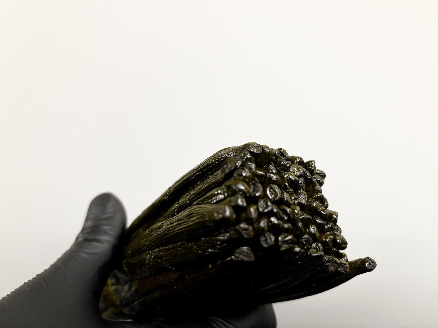 Vanille Bourbon Noire – Madagascar – Qualité Gourmet