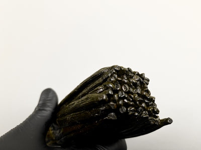 Vanille Bourbon Noire – Madagascar – Qualité Gourmet